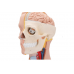 klasyczny model ludzkiego tułowia unisex, 12 części - inteligentna anatomia 3b smart anatomy kat.1000186 b09 3b scientific modele anatomiczne 8